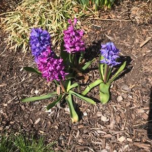 Meet your Posher, Julie